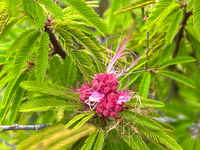 花開くネム