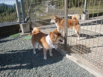 柴犬「辰旦くん」