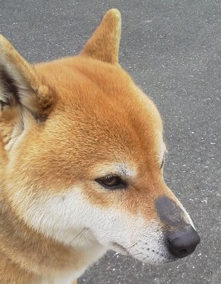 この時期は L 浜松市北区 柴犬専門犬舎 の日常