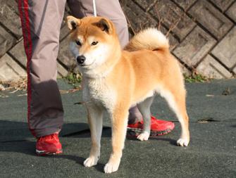 展覧会の難しさⅡ l 浜松市北区「柴犬専門犬舎」の日常