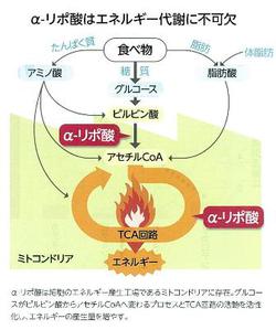 ダイエットは摂取と消費のバランスが鍵 カロリーダウンと消費アップで効果的にダイエット！ ウルトラびっくりスタイル