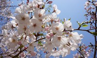 桜咲く、もう４月