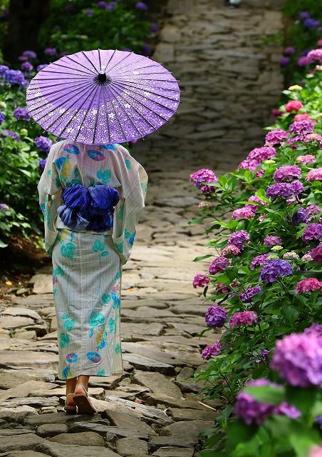 紫陽花寺本光寺