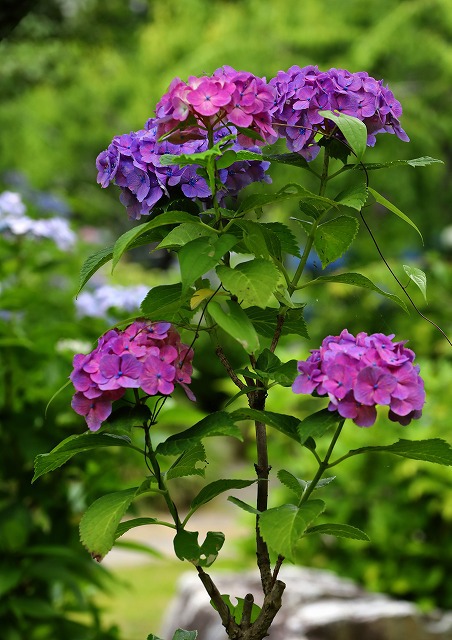 紫陽花寺本光寺