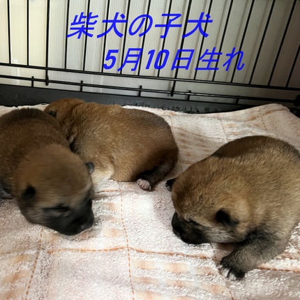 柴犬の子犬生まれています