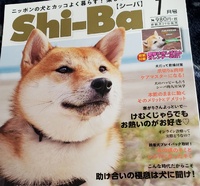 柴犬ロク君からお知らせです。
