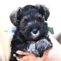 子犬（Mシュナウザー）の紹介です