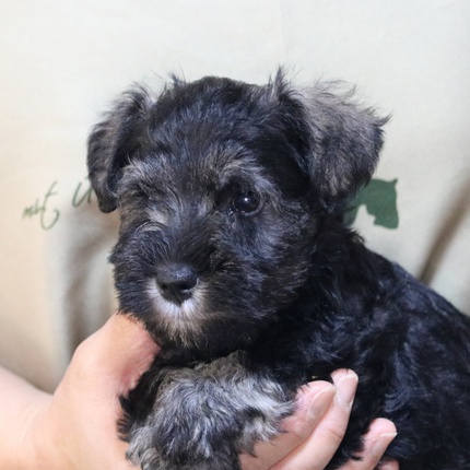 子犬（Mシュナウザー）の紹介です