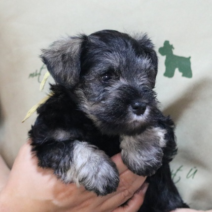 子犬（Mシュナウザー）の紹介です