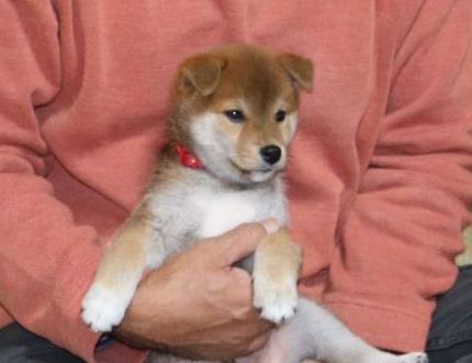 柴っ子ころすけ君のお迎え