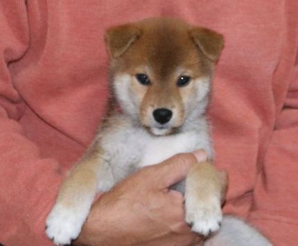 柴っ子ころすけ君のお迎え