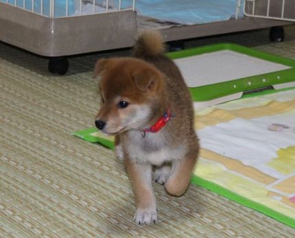 柴っ子ころすけ君のお迎え
