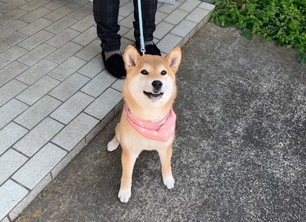 4月しつけ教室のお知らせ