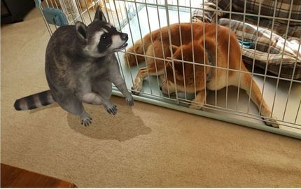 ルンルン柴犬ロク君です