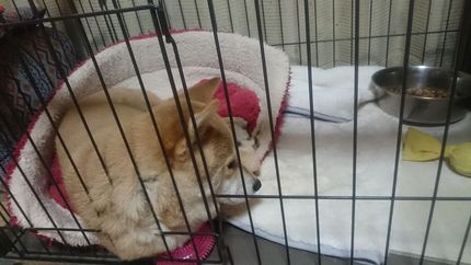 第二の犬生を幸せに暮らしているよ。