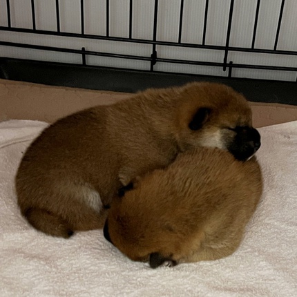 柴犬の子犬生まれています