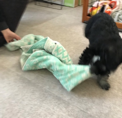 シュナっ子ジーニー君のお迎え