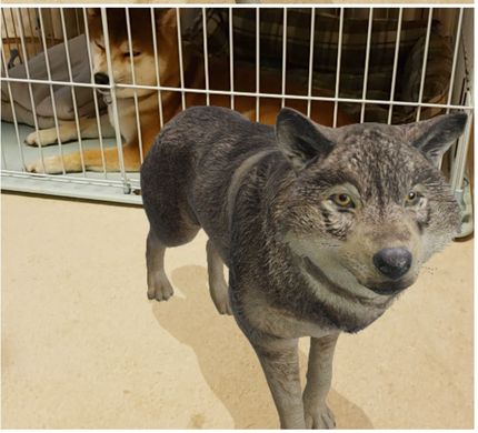 ルンルン柴犬ロク君です
