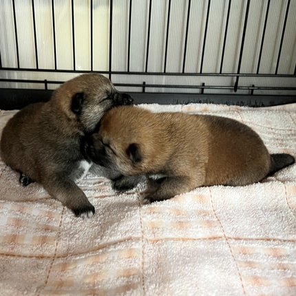 柴犬の子犬生まれています