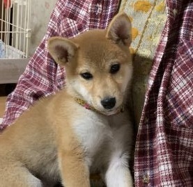 柴っこたち大きくなったね