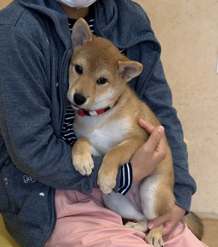 柴っこワクチン接種