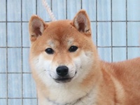 柴犬の里親さん募集