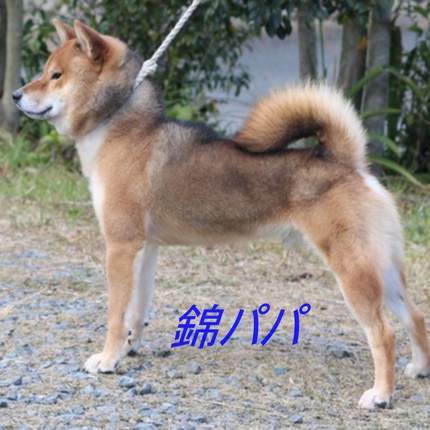 スマイル会参加柴犬　その3