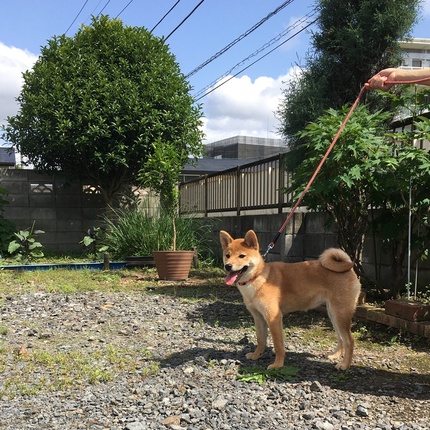 柴犬姫奈ちゃんお散歩ができるようになったね
