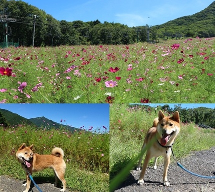 コスモス畑にて柴犬りく君
