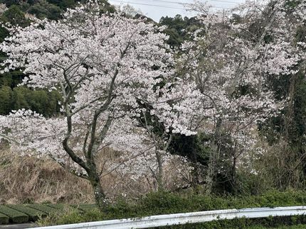 桜が咲くころは花曇りですね