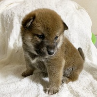 子犬（柴犬）のオーナー様募集中です