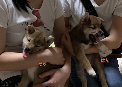 柴っこそら君のお迎え