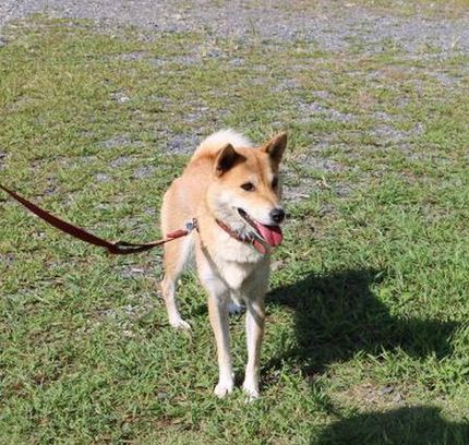 甲斐君＆はなちゃん姉弟柴犬