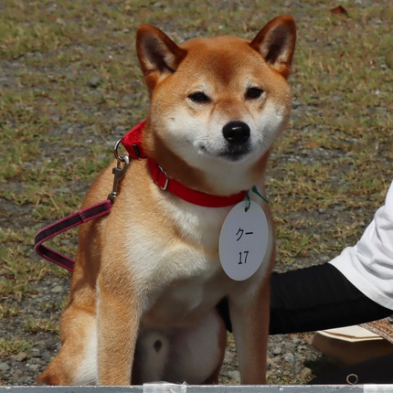 スマイル会参加柴犬　その3