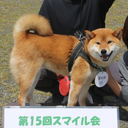 スマイル会参加柴犬　その3