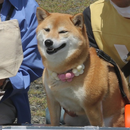 スマイル会参加柴犬　その3