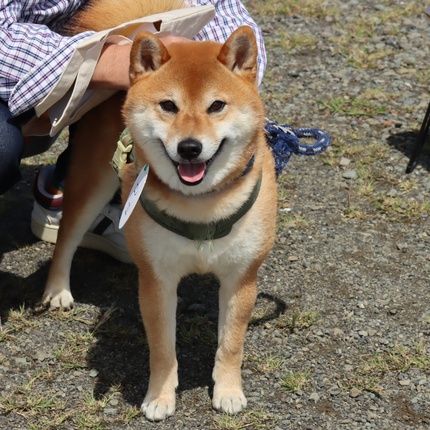 スマイル会参加柴犬　その3