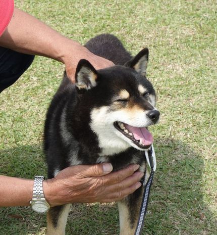 ｍシュナウザー 柴犬ブリーダー スマイルクラブ浅野 H２８ スマイル会