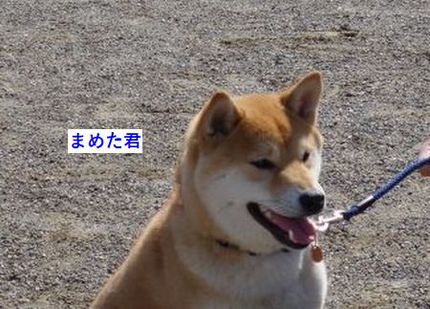 スマイルクラブしつけ教室です。