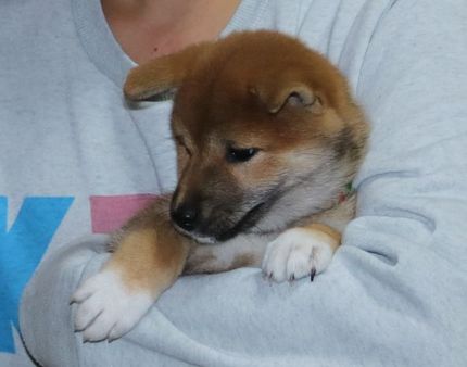 柴っこゆきちゃんのお迎え