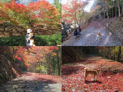 柴犬蓮君紅葉狩り＆お散歩
