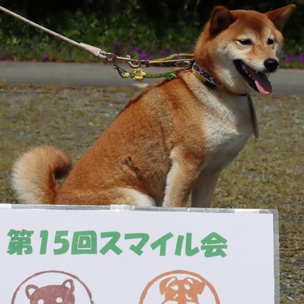 スマイル会参加柴犬　その3
