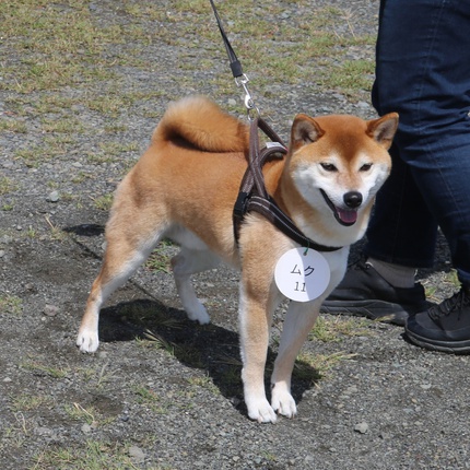 スマイル会参加柴犬　その3