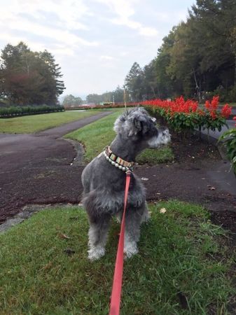 サルビアの花とめぃちゃん