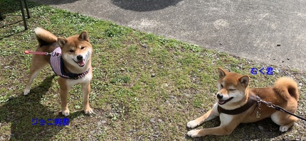 柴犬夏の子供たちが遊びに来たよ