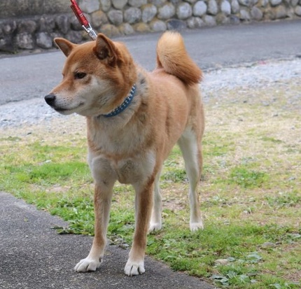 お泊りワンコ柴犬甲斐君