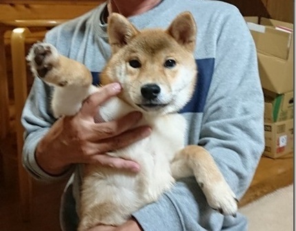 柴っこたち大きくなったね
