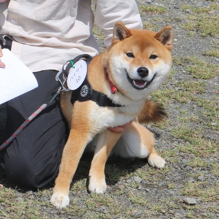スマイル会参加柴犬　その3