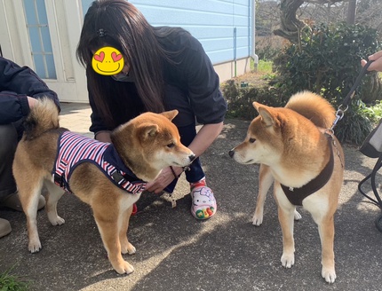 柴犬夏の子供たちが遊びに来たよ