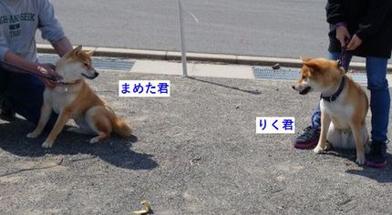 スマイルクラブしつけ教室です。